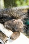 Baby Porcupine 1 (2)
